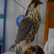 Falcon, Peregrine image