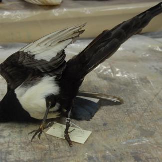 Magpie, black-billed image
