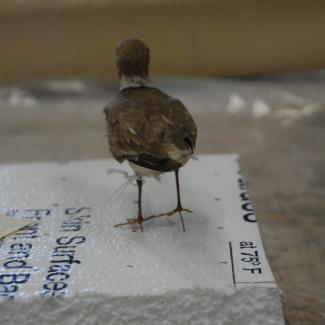 00.26.0179 (Plover, semipalmated) image
