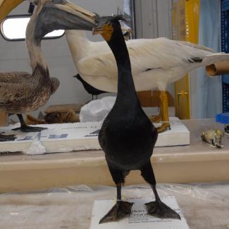 00.26.265 (Cormorant, double crested) image