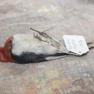 00.26.113 (Woodpecker, red-headed) image