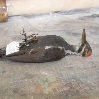 Woodpecker, pileated image