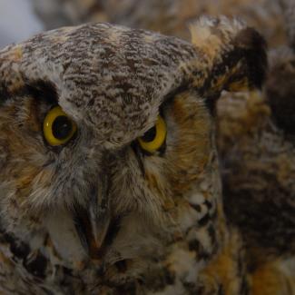 00.26.127.1 (Owl, great horned) image