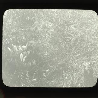 1995.21.534 (Lantern Slide, Photograph) image