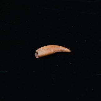 2006.9.65 (Tooth) image