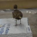 Plover, semipalmated image