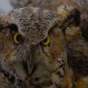 00.26.127.0001 (Owl, great horned) image