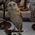 Owl, barn image