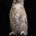 2023-FIC-15 (Owl, great horned) image