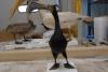 Cormorant, double crested image