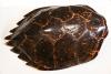 1997.4.37 (Carapace, sea turtle) image
