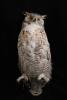 2023-FIC-15 (Owl, great horned) image
